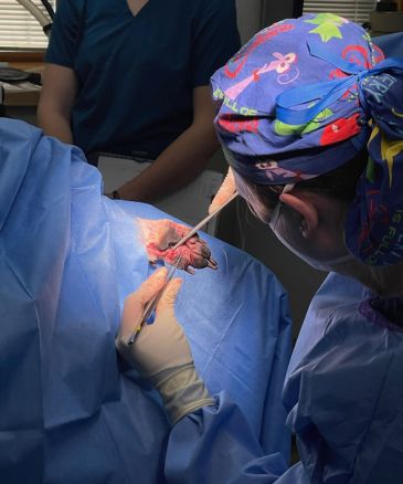 Veterinarian performing surgery on a patient