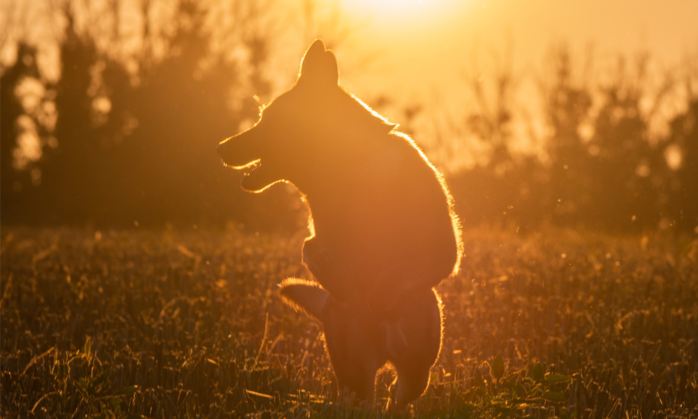 Veterinarian In Dayton, OH Midwest Veterinary Surgery