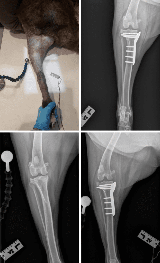 a collage of x-ray images of a dog