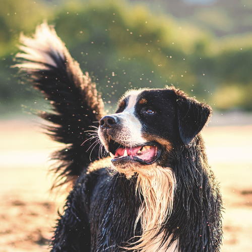 a dog standing in the sand