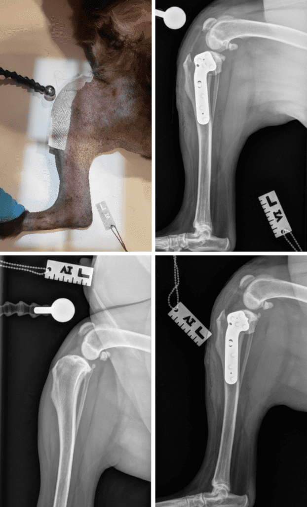 Proper Positioning For TPLO Radiographs | Midwest Veterinary Surgery